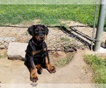 Small Photo #30 Doberman Pinscher Puppy For Sale in DRUMRIGHT, OK, USA