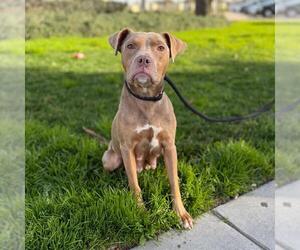 American Pit Bull Terrier-Unknown Mix Dogs for adoption in Modesto, CA, USA