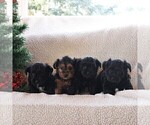 Small Photo #2 YorkiePoo Puppy For Sale in KINZERS, PA, USA