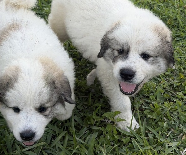 Medium Photo #1 Great Pyrenees Puppy For Sale in LOXAHATCHEE, FL, USA