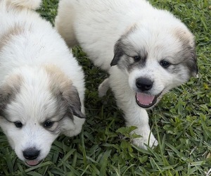Great Pyrenees Puppy for sale in LOXAHATCHEE, FL, USA