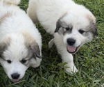 Small Great Pyrenees