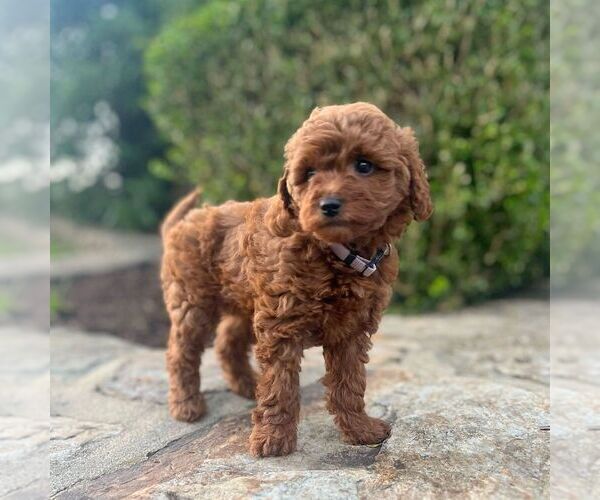 Medium Photo #1 Miniature Labradoodle Puppy For Sale in COATESVILLE, PA, USA