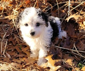 YorkiePoo Puppy for sale in ORRVILLE, OH, USA