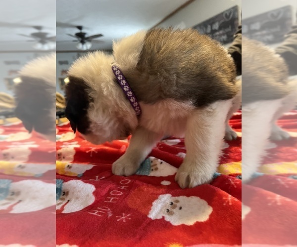 Medium Photo #29 Saint Bernard Puppy For Sale in NEW MARKET, IA, USA