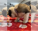 Small Photo #29 Saint Bernard Puppy For Sale in NEW MARKET, IA, USA