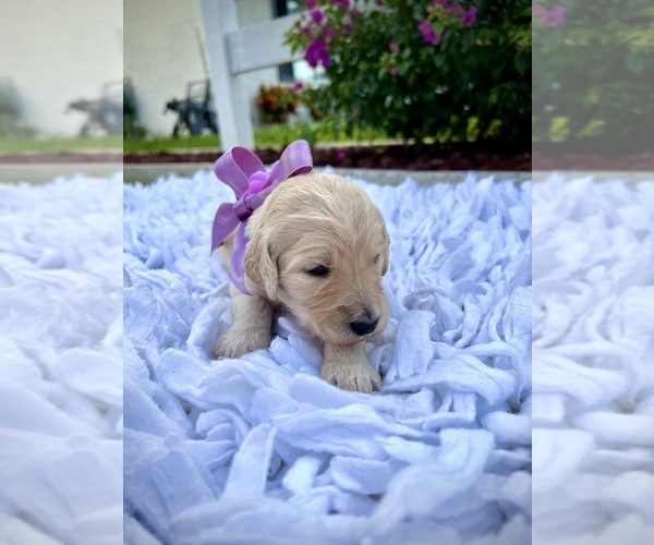 Medium Photo #2 Goldendoodle Puppy For Sale in ORLANDO, FL, USA