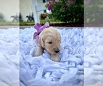 Small Photo #2 Goldendoodle Puppy For Sale in ORLANDO, FL, USA