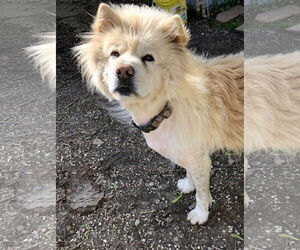 Tyron - Male Chow Chow Dog for Adoption - Photo #8