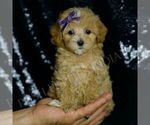 Small #2 Maltipoo