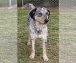 Small Coonhound Mix