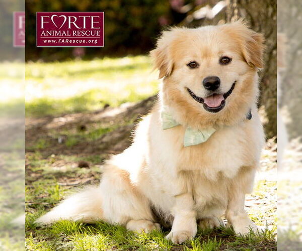 Medium Photo #3 Golden Retriever-Pembroke Welsh Corgi Mix Puppy For Sale in Marina del Rey, CA, USA