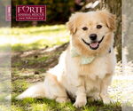 Small #2 Golden Retriever-Pembroke Welsh Corgi Mix