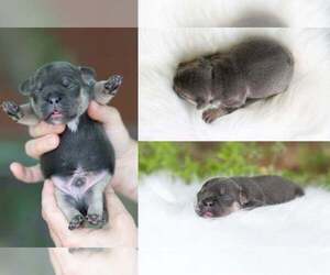 French Bulldog Puppy for sale in ROANOKE, IL, USA