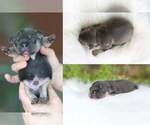 Image preview for Ad Listing. Nickname: French Bulldog