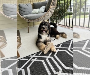 Bernedoodle Puppy for sale in EVANS, GA, USA