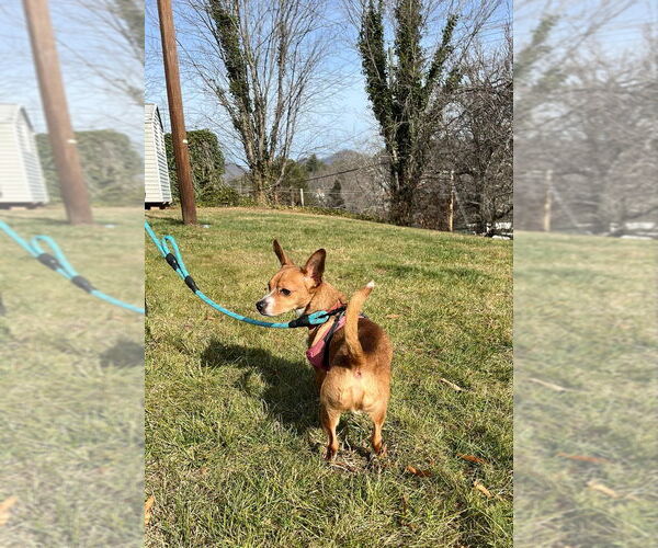 Medium Photo #3 Chihuahua-Unknown Mix Puppy For Sale in Candler, NC, USA