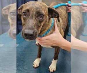 Mutt Dogs for adoption in Mobile, AL, USA