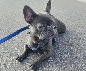 French Bulldog Puppy for sale in DADE CITY, FL, USA