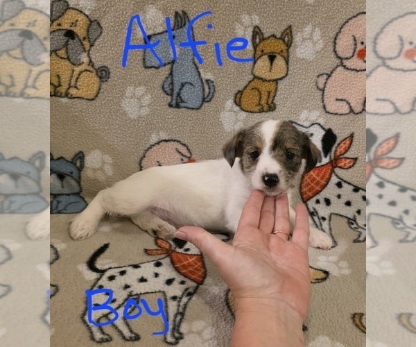 Medium Photo #14 Chizer Puppy For Sale in MONTEZUMA, GA, USA