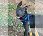 Small #6 Labrador Retriever Mix