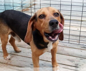 Beagle Dogs for adoption in Murfreesboro, NC, USA