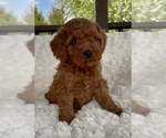 Puppy Abel Goldendoodle mix (+ Poodle Miniature)