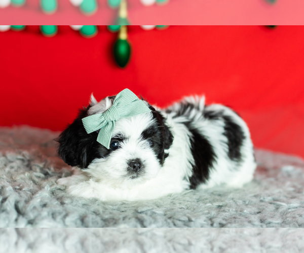 Medium Photo #6 Zuchon Puppy For Sale in WOLCOTTVILLE, IN, USA