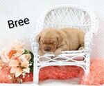 Small Photo #8 Golden Retriever Puppy For Sale in LOYAL, WI, USA