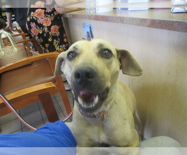Medium Photo #1 Labrador Retriever-Unknown Mix Puppy For Sale in Ocala, FL, USA