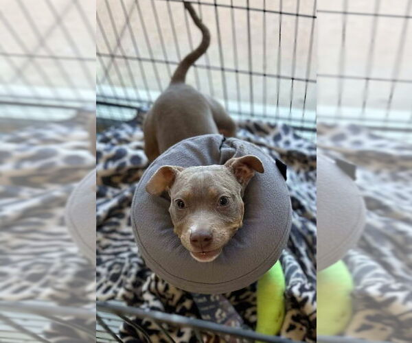 Medium Photo #6 American Pit Bull Terrier-Unknown Mix Puppy For Sale in New York, NY, USA