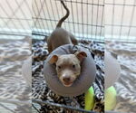 Small #5 American Pit Bull Terrier Mix