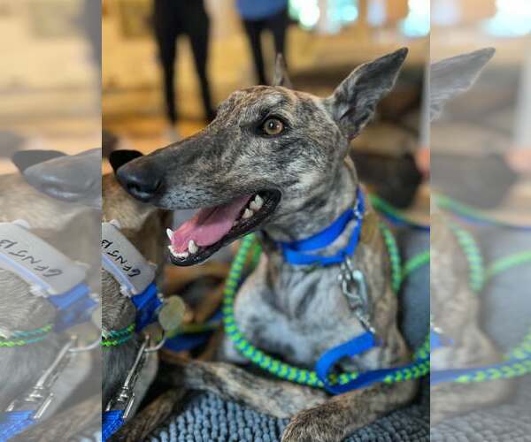Medium Photo #1 Greyhound Puppy For Sale in Cherry Hill, NJ, USA
