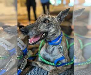 Greyhound Dogs for adoption in Cherry Hill, NJ, USA