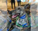 Bryn - Male Greyhound Dog for Adoption - Small photo