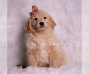 Medium Goldendoodle (Miniature)