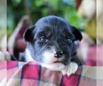 Small Photo #3 Australian Shepherd Puppy For Sale in DANVILLE, PA, USA