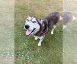 Small #5 Gerberian Shepsky