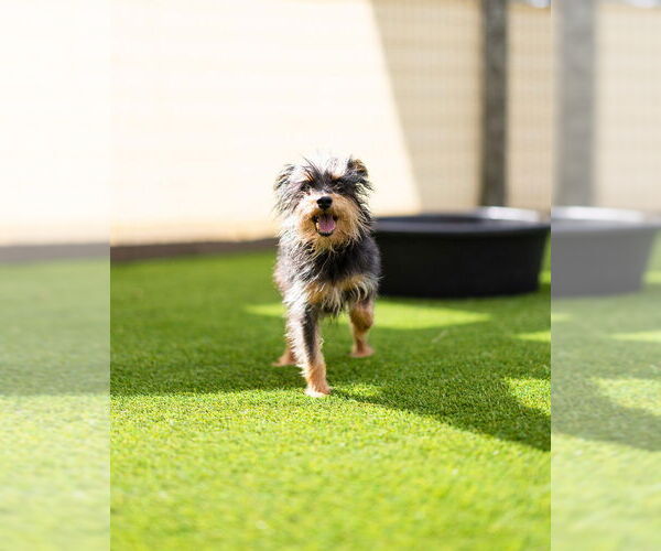 Medium Photo #3 Mutt Puppy For Sale in oakland, FL, USA