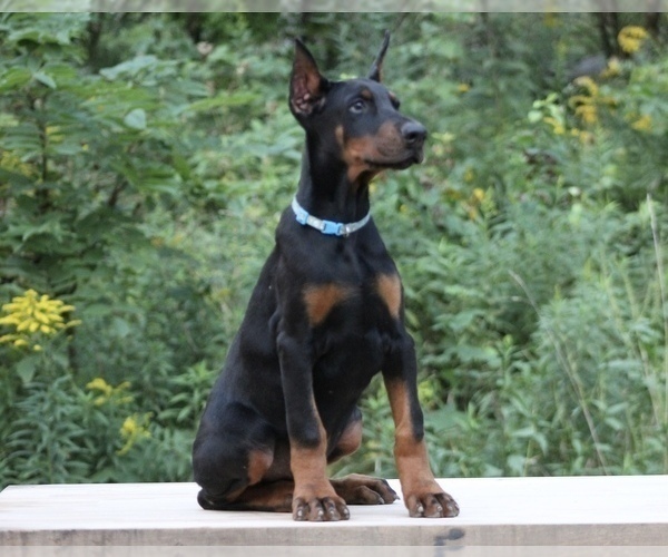 View Ad Doberman Pinscher Puppy for Sale near Michigan, THREE RIVERS