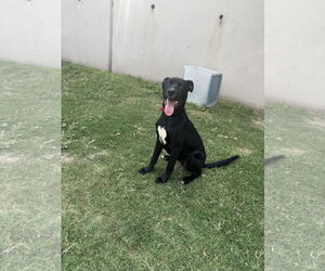Labrador Retriever Dogs for adoption in Rowlett, TX, USA