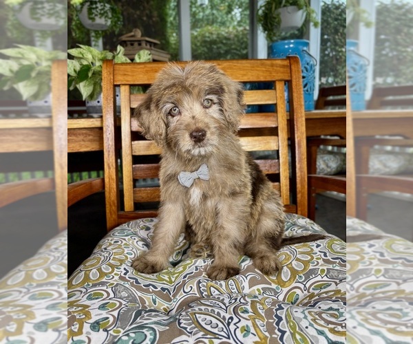 Medium Photo #1 Labradoodle Puppy For Sale in NOBLESVILLE, IN, USA
