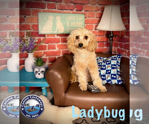 Medium Photo #4 Cavapoo (Miniature) Puppy For Sale in Arcadia, FL, USA