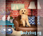 Small #3 Cavapoo (Miniature)