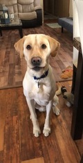 Labrador Retriever Puppy for sale in INVER GROVE, MN, USA