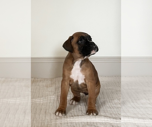 Medium Photo #2 Boxer Puppy For Sale in DENVER, PA, USA