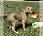 Small #1 Labrador Retriever