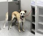 Small American Pit Bull Terrier Mix