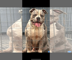 Father of the American Bully puppies born on 06/29/2025