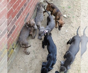 Doberman Pinscher-Great Dane Mix Puppy for sale in ARLINGTON, TX, USA